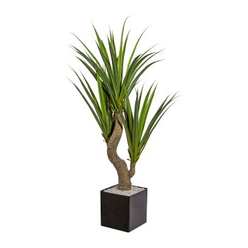 Agave x3, ca. 160cm, green, On Stem, in plastic pot 15x14cm