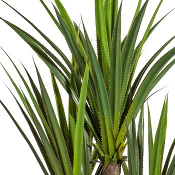 Agave x3, ca. 160cm, green, On Stem, in plastic pot 15x14cm