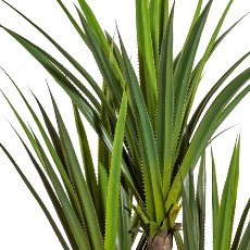 Agave x3, ca. 160cm, green, On Stem, in plastic pot 15x14cm