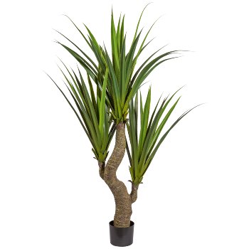 Agave x3, ca. 160cm, green, On Stem, in plastic pot 15x14cm