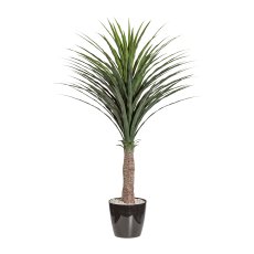 Yucca, ca 115cm, grün, im einfachen Kunststofftopf m. Erde