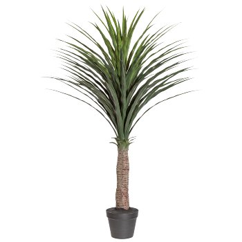 Yucca, ca 115cm, grün, im einfachen Kunststofftopf m. Erde