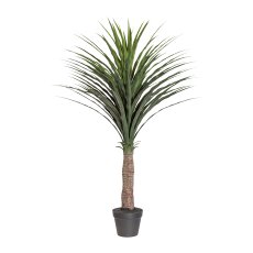 Yucca, ca. 115cm, green, In A Simple Plastic Pot with Soil