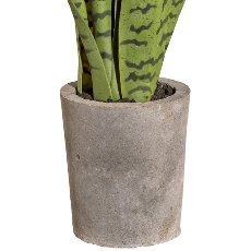 Sansevieria, in cement pot 15x13x13cm, with soil