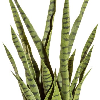 Sansevieria, approx. 85cm, green, in cement pot 21x19x19cm, with soil