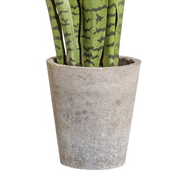 Sansevieria, approx. 85cm, green, in cement pot 21x19x19cm, with soil