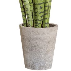 Sansevieria, approx. 85cm, green, in cement pot 21x19x19cm, with soil