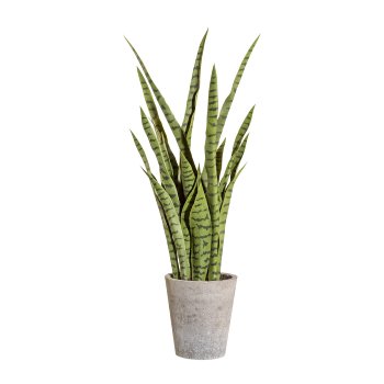 Sansevieria, approx. 85cm, green, in cement pot 21x19x19cm, with soil