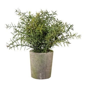 Rosemary Ca. 30cm, green, with Moss, In A Cement Pot 12x11x11cm