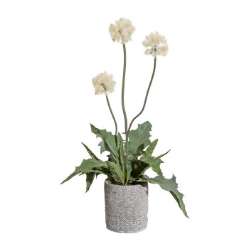 Thistle Bush x3, Ca. 55cm, Cream, In Cement Pot 13x11x11 cm, with Moss