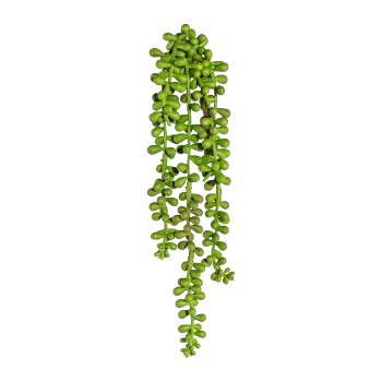 Sedum Hanging x5, ca. 30cm, green