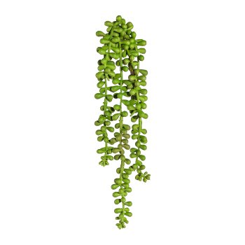 Sedum hängend x5, ca 30cm, grün