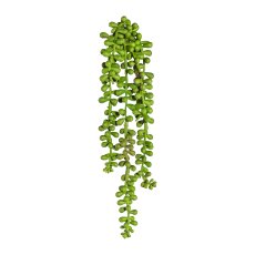 Sedum Hanging x5, ca. 30cm, green
