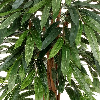 Weeping-Ficus, 80cm, im einf. Kunststofftopf