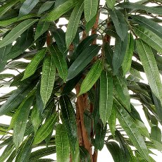 Weeping-Ficus, 80cm, im einf. Kunststofftopf