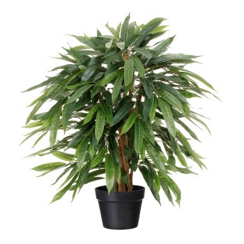 Weeping Ficus, 80 cm, In A
