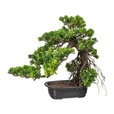 Bonsai Podocarpus, ca 40x40cm,
