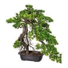 Bonsai Podocarpus, ca 55x45cm,