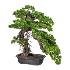 Bonsai Podocarpus, ca 65x50cm,