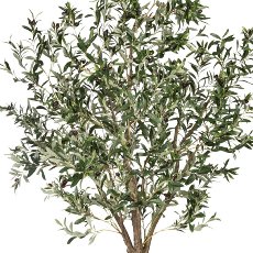 Olive Tree, ca. 240cm, Plastic Trunk, In Pot