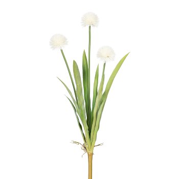 Allium x3, 9 leaves, ca. 60cm, white