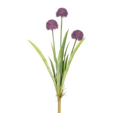 Allium x3, ca. 60cm purple, 9 Leaves