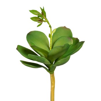 Echeveria m.Blüte, DM15cm x25cm, grün