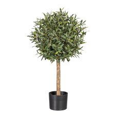 Olive Ball Tree, ca. 90 cm,