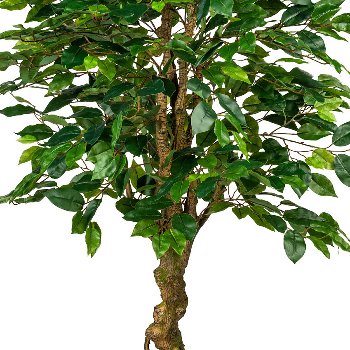 Ficus Benjamini, ca. 125cm green, plastic, in pot 17x14cm black
