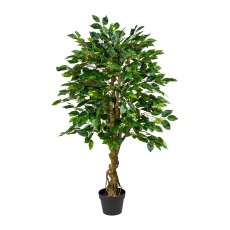 Ficus Benjamini, ca 125cm