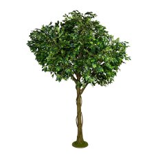 Ficus Benjamini, ca 300cm