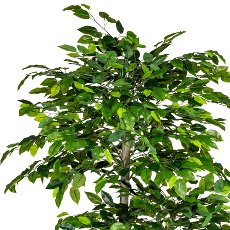 Ficus Benjamini, ca. 170x80cm green, Trellis, plastic, Trunk On Plate