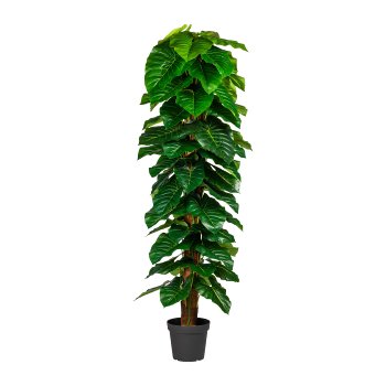 Anthurium Plant, ca. 190cm Green, On Coconut Trunk, 1/Poly, Plastic, In Pot 25x21