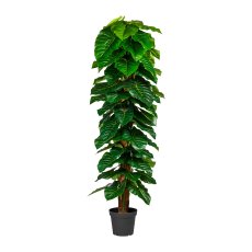 Anthuriumpflanze, ca 190cm