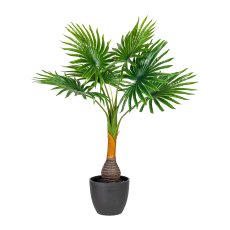 Fan Palm, ca. 70 cm Green,