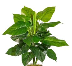 Philodendron x22, ca 50cm, grün, Kunststoff