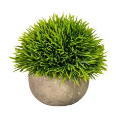 Grass Hemisphere, ca. 12cm, green, In Natural Pot 9x6cm