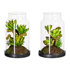 Succulent Narrator, 2