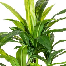 Dracena x2, 66 leaves, ca. 80cm, green, in plastic pot 15cm, Ø17cm, black, with Earth