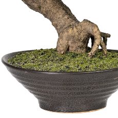 Bonsai Larch, ca 37cm, In ceramic bowl Brown 18x6cm