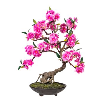 Bonsai cerasum,pink ca 50cm, in Zementschale braun 20x6cm