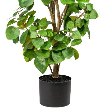 Eucalyptus, green ca. 120cm, in a plain plastic pot 15x12cm