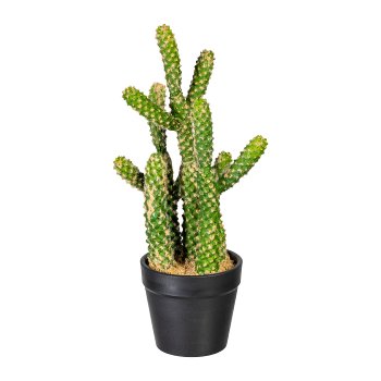 Kaktus Euphorbia x5, ca 25cm, im Kunststofftopf schwarz 8x7cm, mit Sand