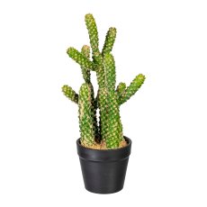 Kaktus Euphorbia x5, ca 25cm,