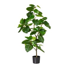Ficus Umbrella ca. 120 cm, ,