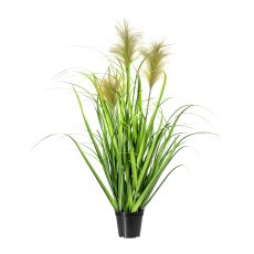 Chinese Reed x3, ca. 90cm, Green, In Pot 11x D=13cm