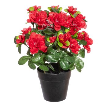 Azalee x 8, 24 Blüten, rot, 26cm, im Kunststofftopf 10x9cm