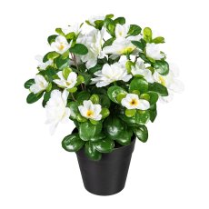 Azalea x 8, 24 Flowers, White, 26cm, In Plastic Pot 10x9cm