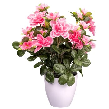 Azalee x8, 24 Blüten, rosa, 26cm, im Kunststofftopf 10x9cm