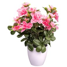 Azalee x 8, 24 Blüten, rosa,